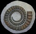 Devonian Ammonite (Anetoceras) - Morocco #64448-1